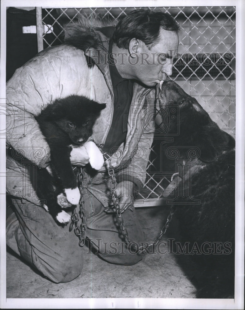 1952 Press Photo David Irwin reunites with his Siberian Husky puppy and bear cub - Historic Images