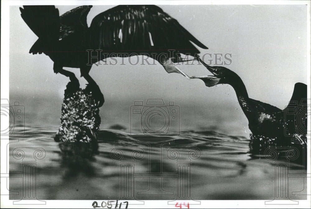 1985 Press Photo Battling cormorant birds in Gulf of Mexico - Historic Images