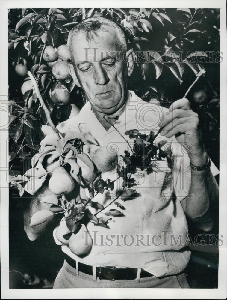 1954 Press Photo John Dunegan Plant Pathologist US Department of Agriculture - Historic Images