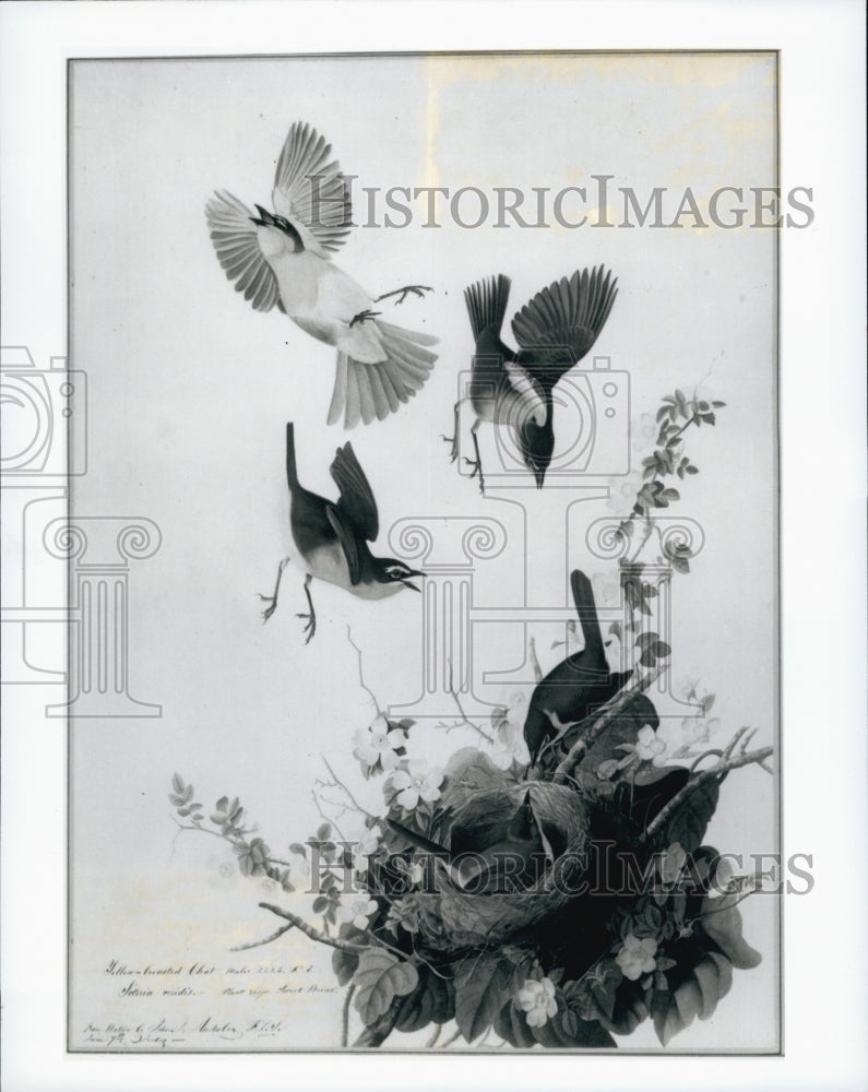 Press Photo "The Birds of America" painting by John James Audubon.-Historic Images