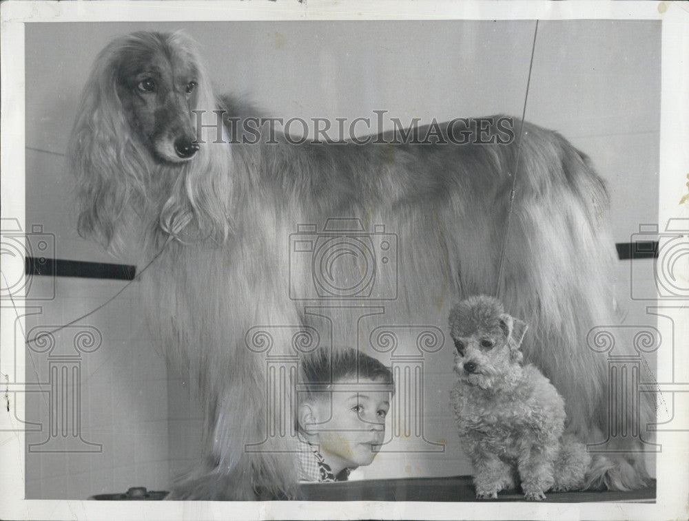 1954 Press Photo Toy poodle &amp; Afghan Hound &amp; Eric Kruming - Historic Images