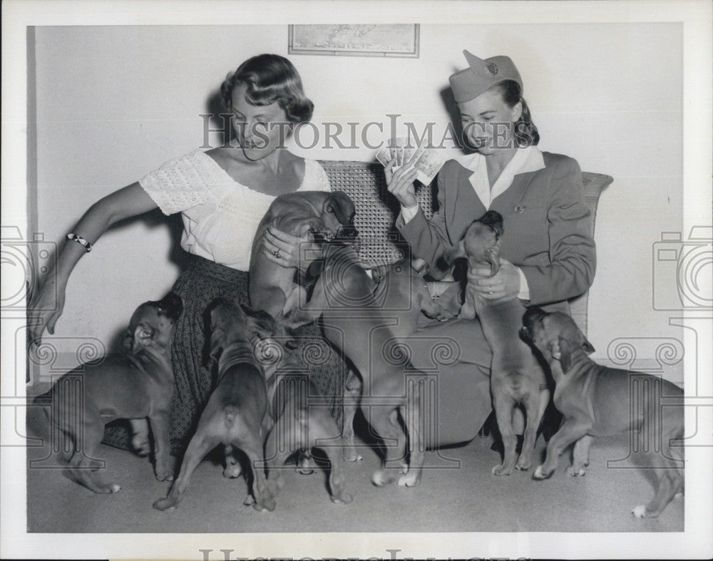 1950 Press Photo Boxer Puppies Destined For Seeing Eye School - Historic Images