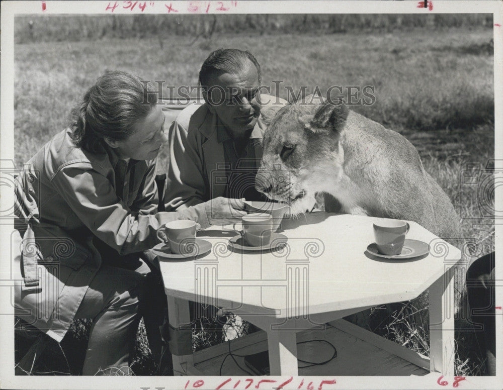 1972 Press Photo &quot;Jack Paar&#39;s African Diary&quot; wife Miriam lioness joins them tea - Historic Images