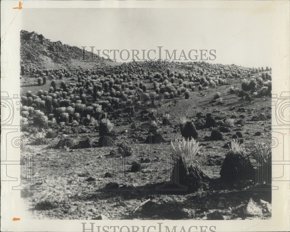 1972 Press Photo Univ FL Botanist Dr Dana Griffin research in Venezuela - Historic Images