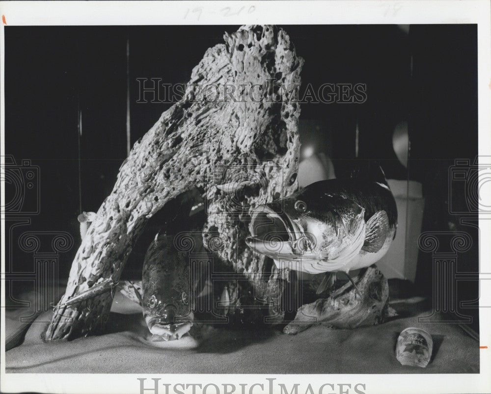 1984 Press Photo Bass Display &quot;Best Of Show&quot; Florida State Taxidermist Contest - Historic Images