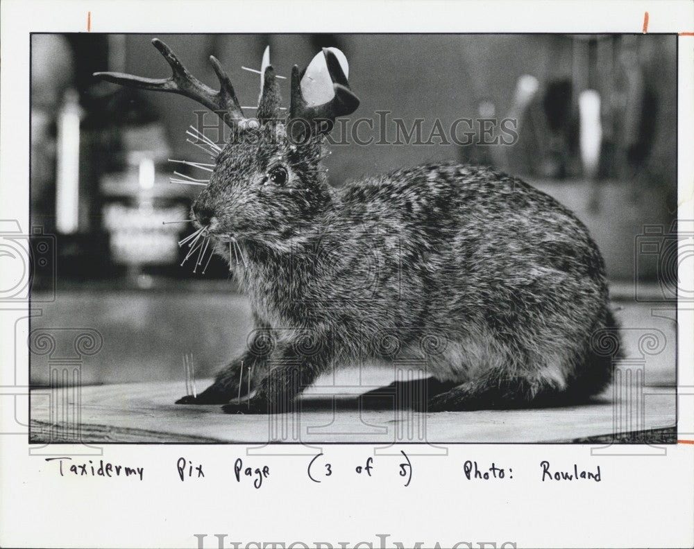 1986 Press Photo Animals At Taxidermy Den, &quot;Jackalope&quot; Rabbit And Antelope - Historic Images