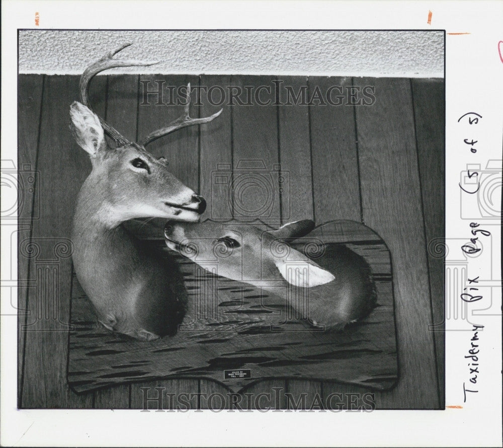 1986 Press Photo Buck And Doe Mounted By Taxidermist Killed By Marc Rivenbark - Historic Images