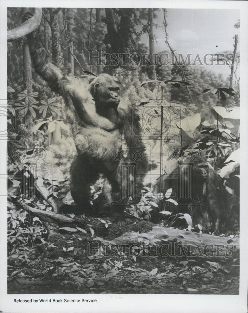 1969 Press Photo Stuffed Gorilla Diorama Academy Natural Sciences Philadelphia - Historic Images