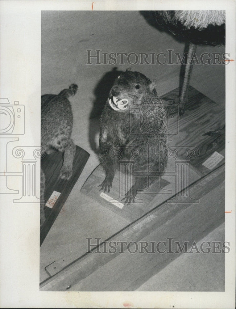 1973 Press Photo Taxidermied rodent in Florida - Historic Images