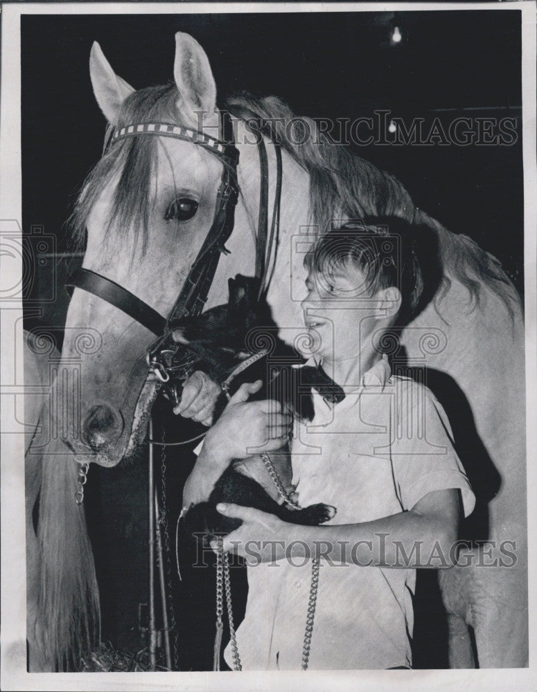 1970 Press Photo Raymond Thomas &amp; Royal Lipizzan Stallions - Historic Images