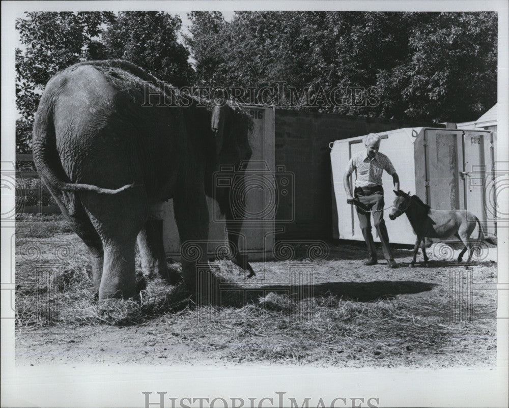 1977 Press Photo An elephant - Historic Images