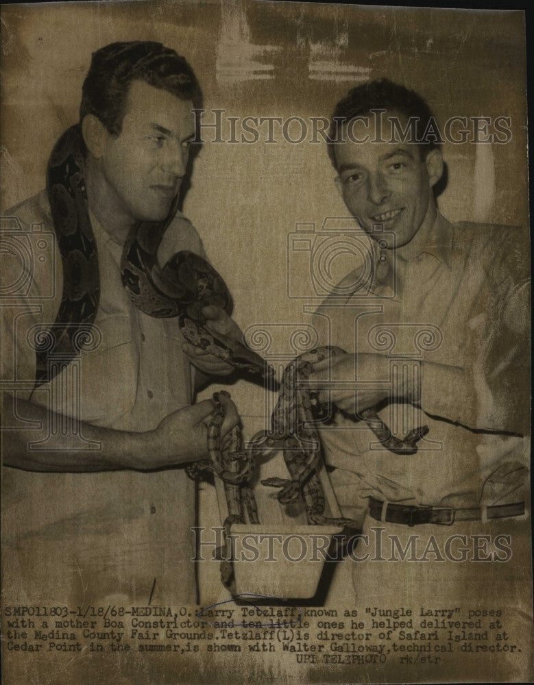 1968 Press Photo Larry Tetzlaff Dir. of safari Island posed with snakes. - Historic Images