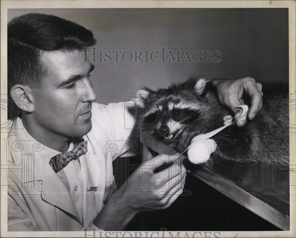 1961 Press Photo Dr Lee Patel of Mass. SPCA hospital and a raccoon - Historic Images