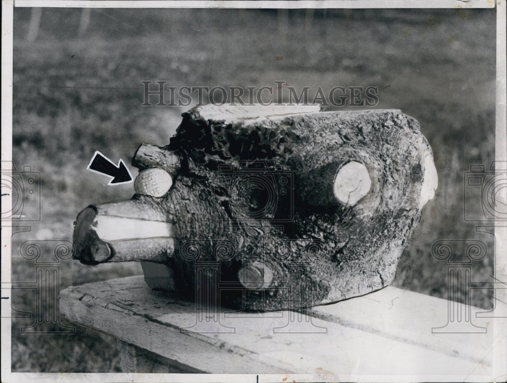 1955 Golf Ball Wedges In Between Branches Of Giant Spruce-Historic Images