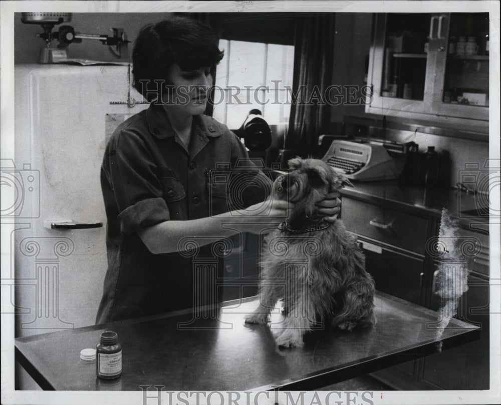 1974 Press Photo Veterinarian Technician Brenda Weaver at Fort Devens Animal Hos - Historic Images