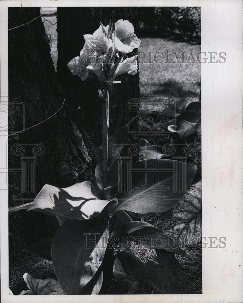 1971 Press Photo Canna yellow with red markings plant L.B. McAtee - Historic Images