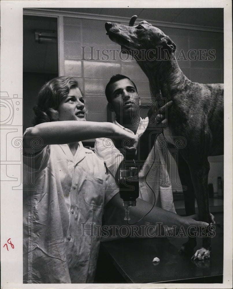 1965 Press Photo Kathy Norse, Fred Nicolosi, Collect Blood from Dog - Historic Images