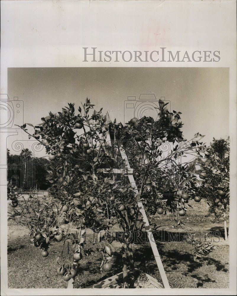 1958 Press Photo Orange Tree Grown by RC Tischouser is Propped Up - Historic Images