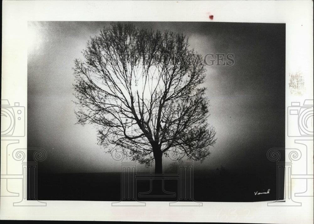 1981 Press Photo A tree backlit by the sun in art photograph - RSM07775 - Historic Images