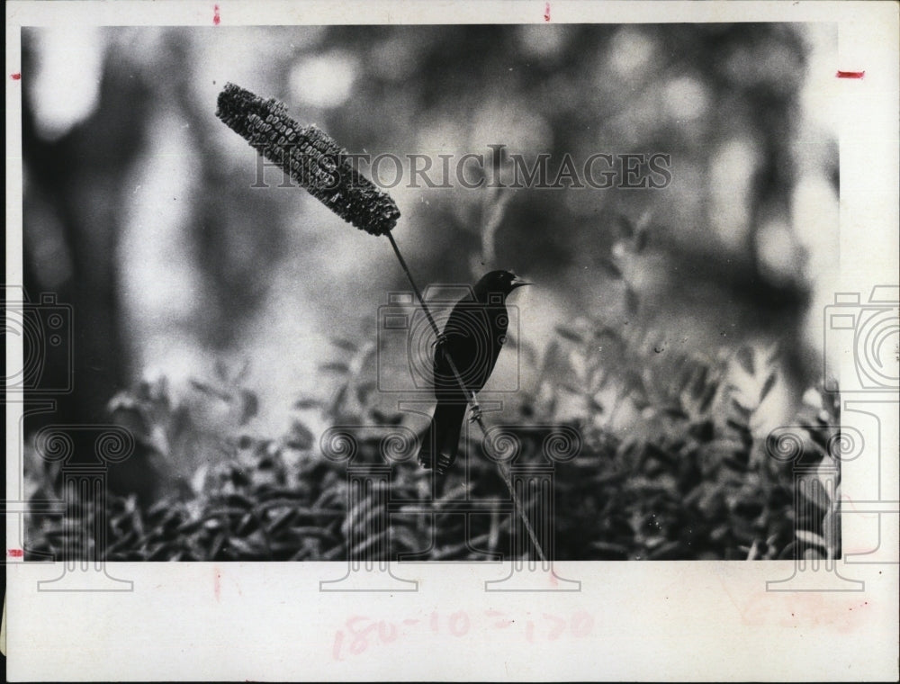 1971 Press Photo Bird Contemplates Lunch Tarpon Springs Golf Club - Historic Images