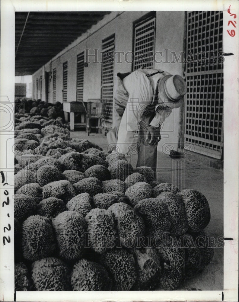 1981 Press Photo The Sponge exchange in Tarpon Springs, Florida - RSM10095 - Historic Images