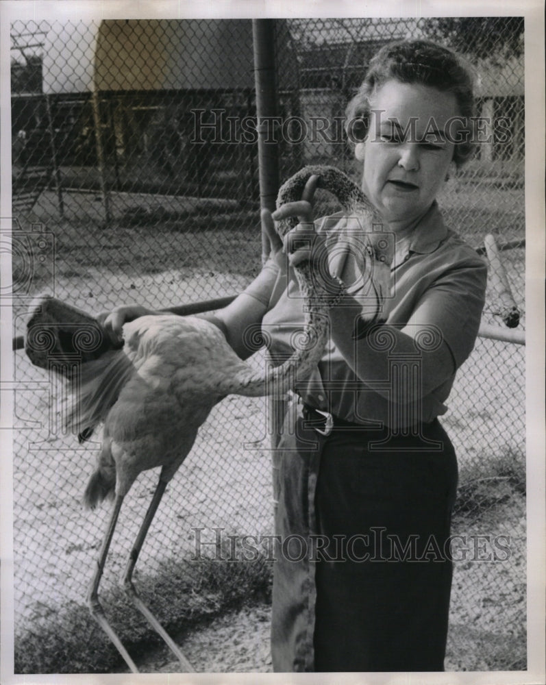 Press Photo Woman handling a Flamingo at Florida zoo - RSM10225 - Historic Images