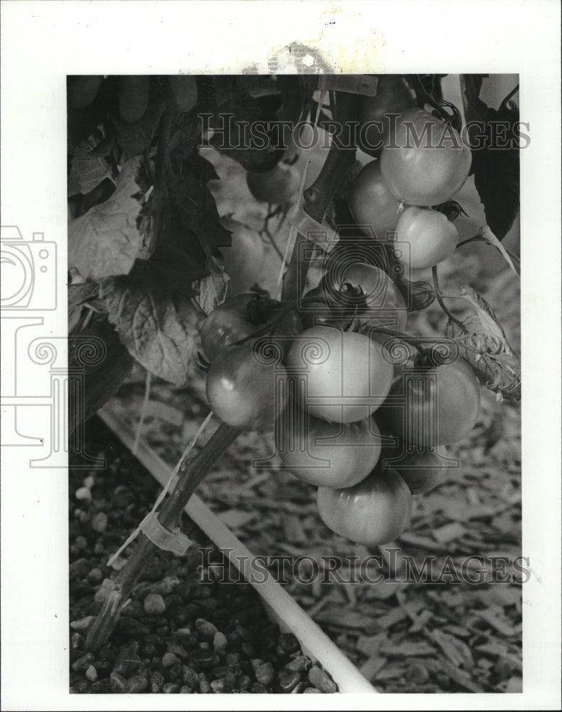 1981 Press Photo Tomato plants grown at Ridgewood Junior High School - RSM10511 - Historic Images