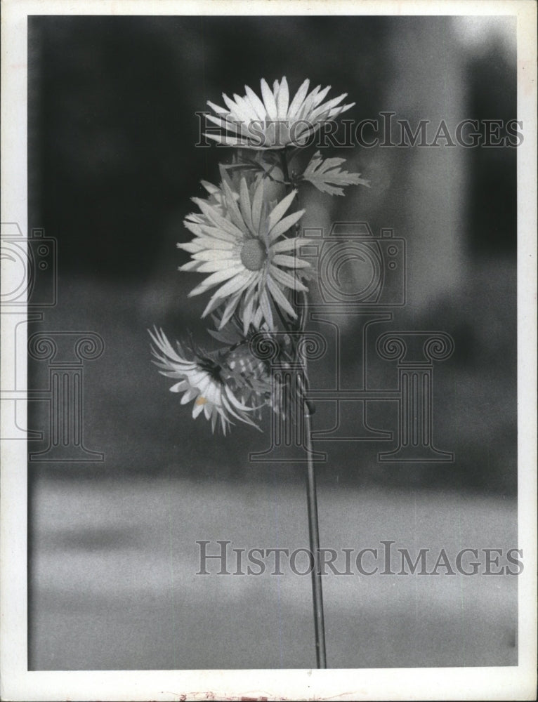 1971 Press Photo Blooming Flowers - Historic Images