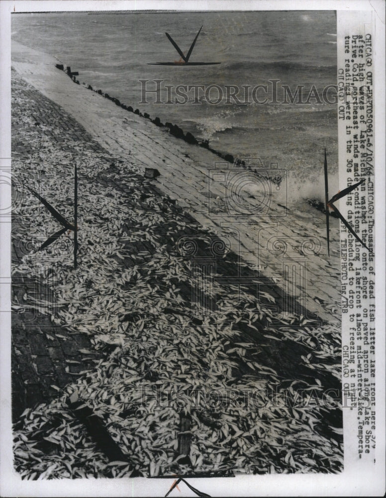 1966 Press Photo Thousands of dead fish litter lake front in Chicago - RSM10977 - Historic Images