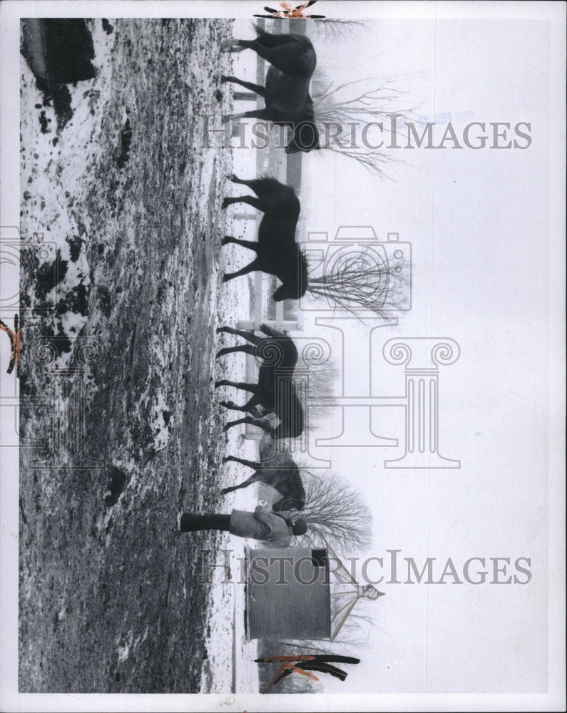 1970 Press Photo Juanita Gonzales exercise horses in a paddock - RSM11353 - Historic Images