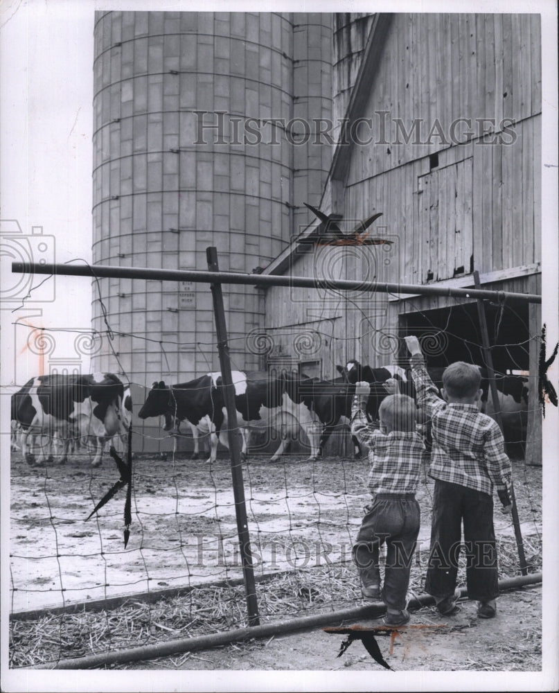 1962 Press Photo Two young boys watch a herd of milk cows at a barn - Historic Images