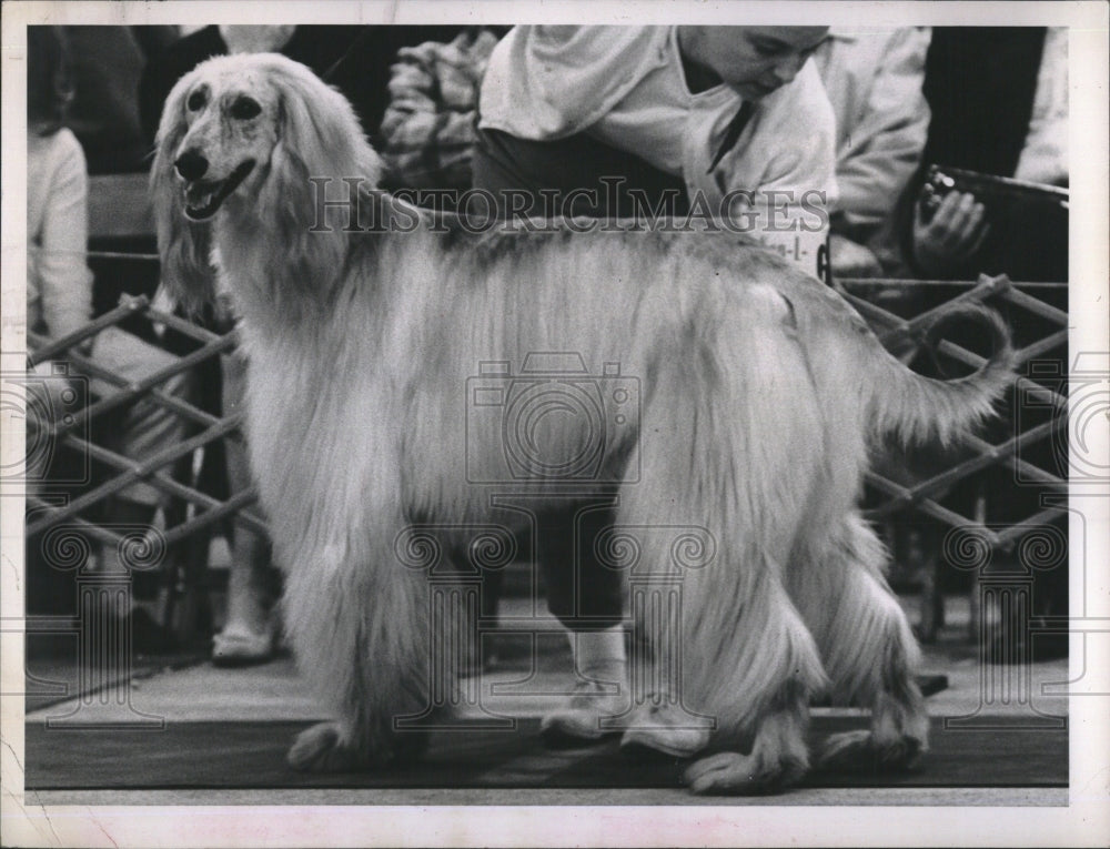 1962 Press Photo Afghan China Dog Mrs. Harley A. Miller - RSM12047 - Historic Images