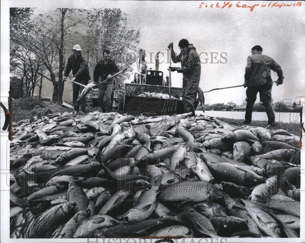 1973 Press Photo Robt. Sears Van Buren Cleaning up carp after fish killed - Historic Images