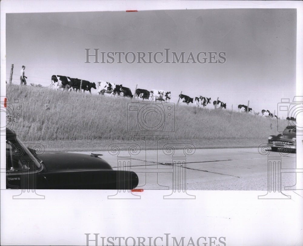 1954 Press Photo Grover Johnson &amp; his cows along  Michigan roadside - Historic Images