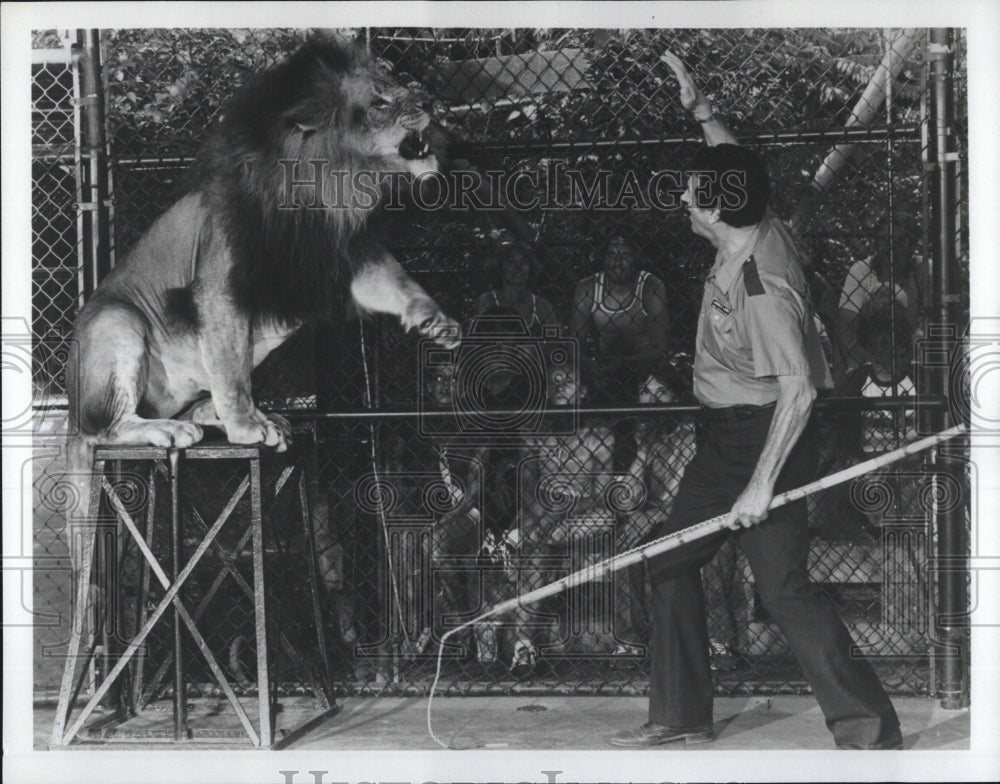 1982 Press Photo Col. &quot;Jungle Larry&quot; Tetzlaff teaching a lion to do a sit up - Historic Images