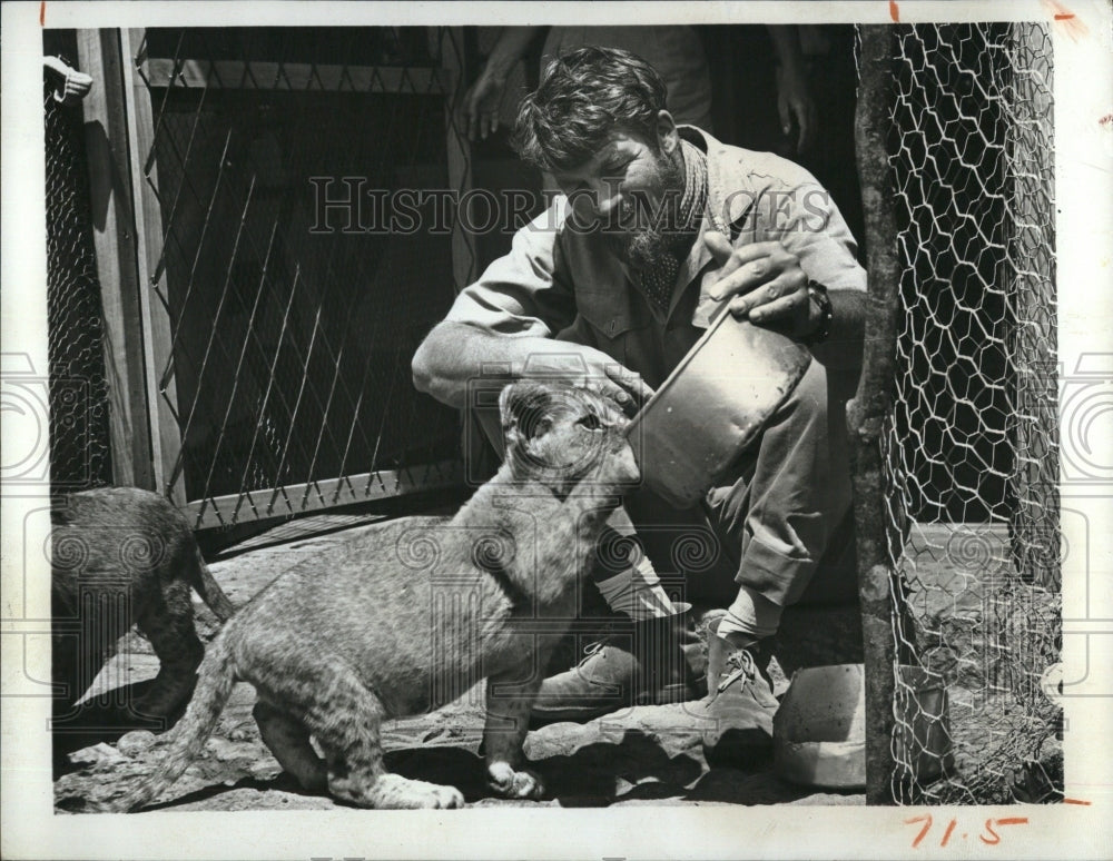 1971 Bill Travers, lion cub &quot;Born Free&quot; - Historic Images