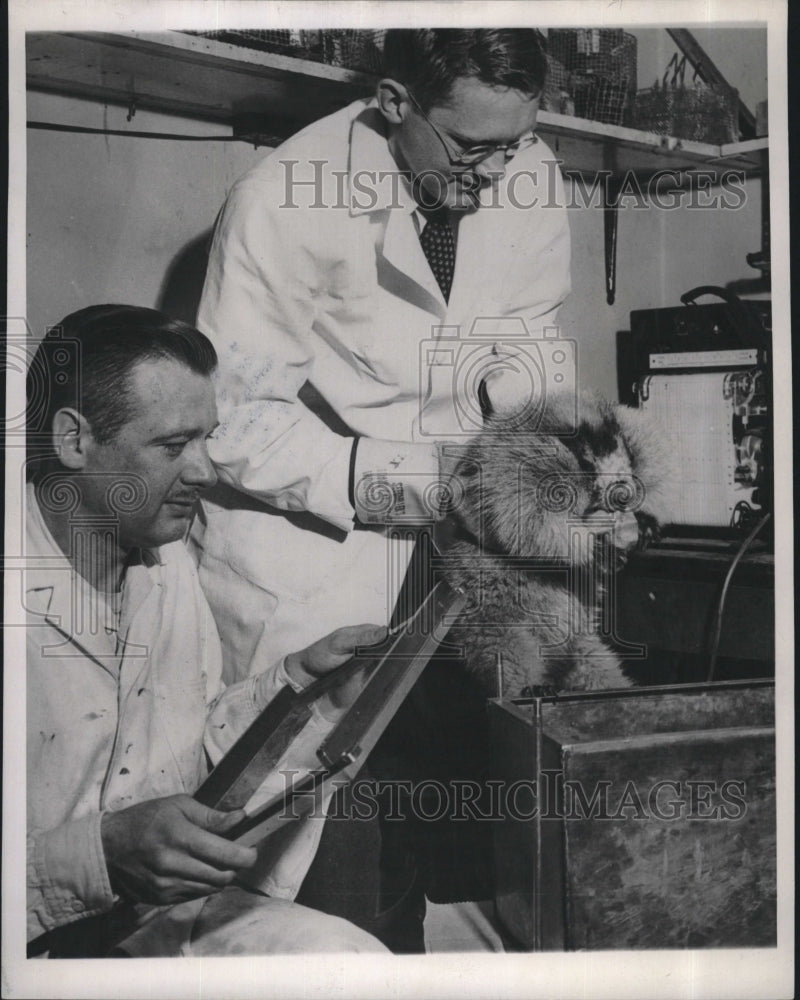 1951 Press Photo Prof. Peter R. Morrison, University of Wisconsin Zoologist - Historic Images