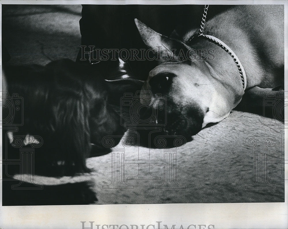 1976 Press Photo two pupils during a break at dog obedience training class - Historic Images