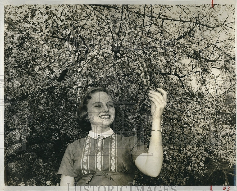 1958 Press Photo Anneve Walker in a blooming cherry tree orchard - RSM17251 - Historic Images