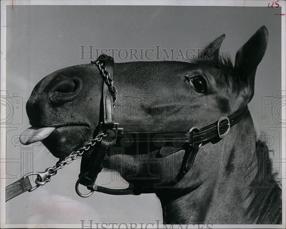 1961 Press Photo Gail&#39;s Guy, Horse Racing, Sunshine park - Historic Images