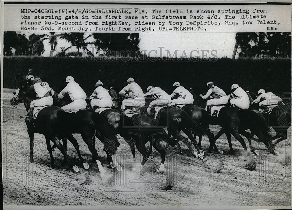 1960 Press Photo Tony DeSpirito, Kev, New Talent, Mount Jay, Horse Racing - Historic Images