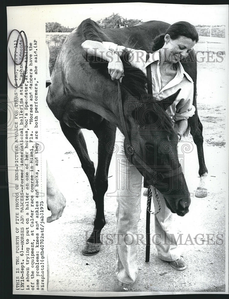 1975 Press Photo Daphne Edmond's halters horse - Historic Images