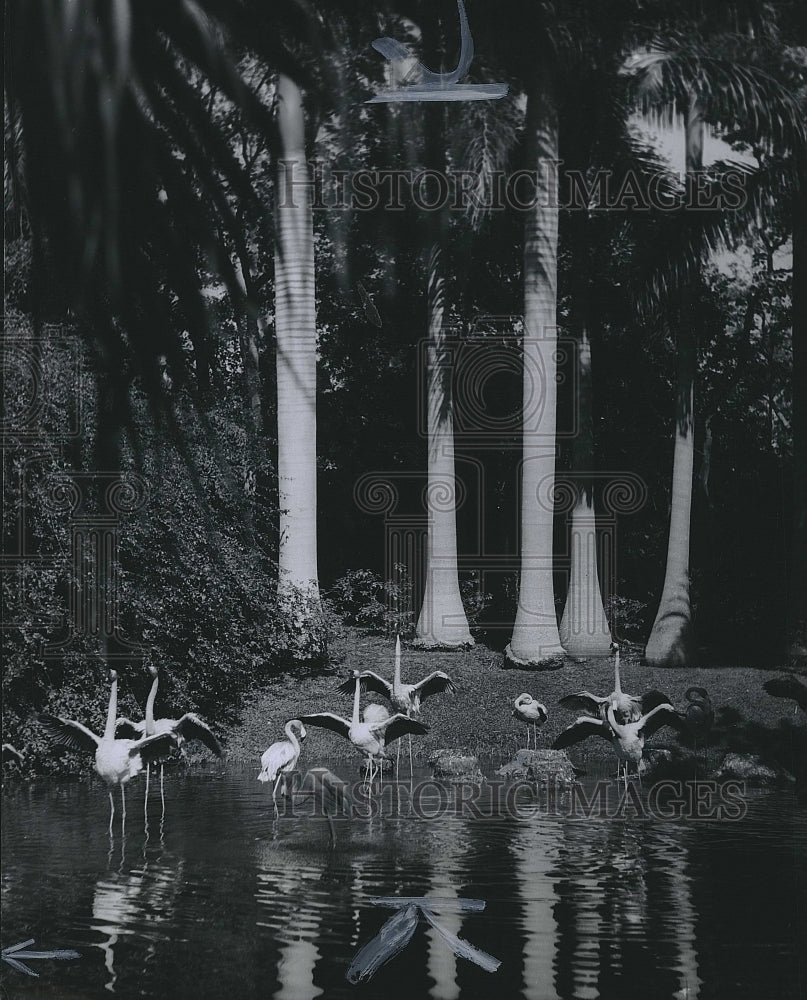 Press Photo Flamingos in the water at Sarasota, Florida Jungle Garden - Historic Images