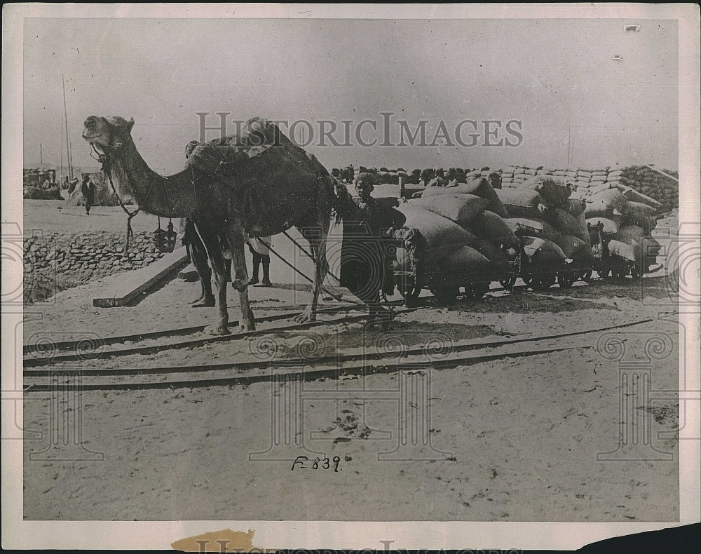 Press Photo Camel Transportation of Wheat in Morocco. - Historic Images