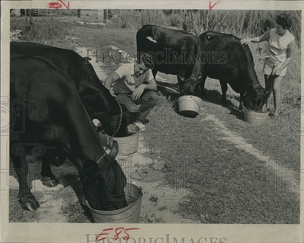 1963 Press Photo JT Timberlake and his cattle - Historic Images