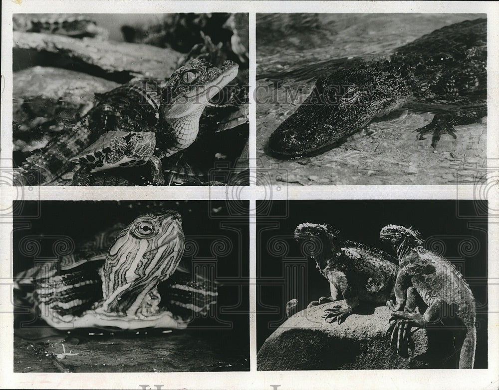 Press Photo Animals Reptiles - Historic Images