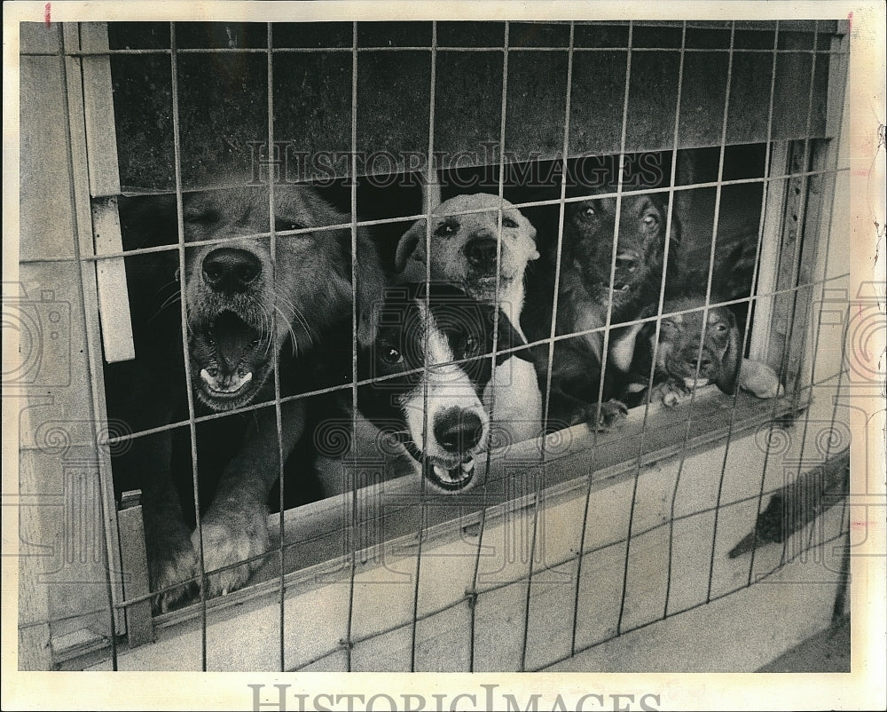 1972 Press Photo Dogs peer from home awaiting transfer to Shelter - Historic Images