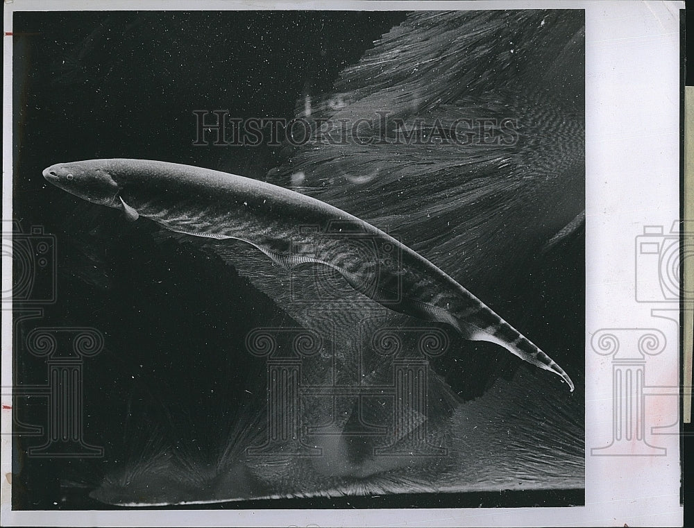 1956 Press Photo Knifefish &#39;Knife Fish&#39; at Gulf Coast Aquarium - Historic Images