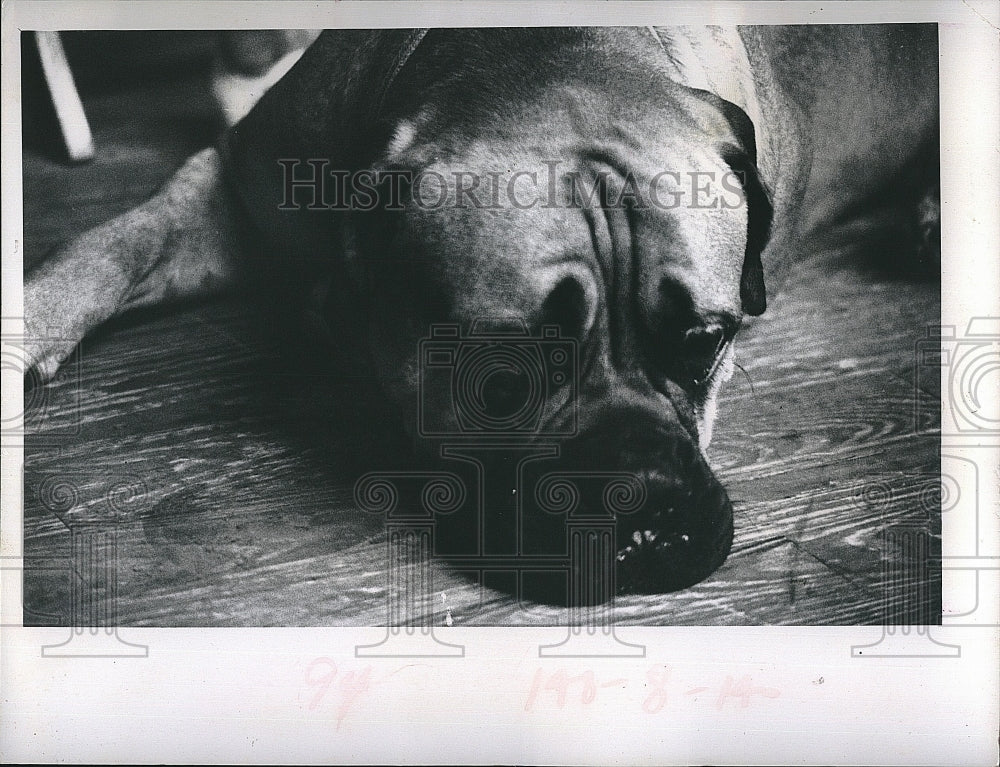 1972 Press Photo Carlisle the Dog - Historic Images