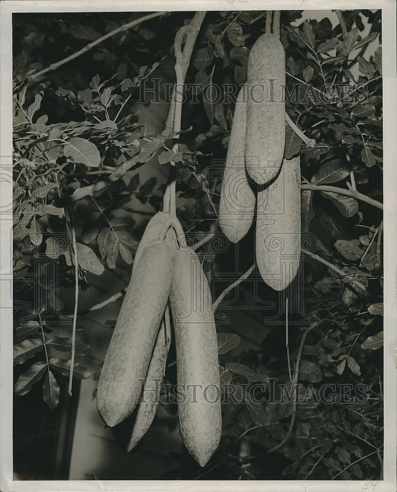 Press Photo Sausage Tree On Display In Florida - Historic Images